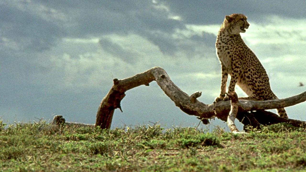 Фильм Гепард (1989)