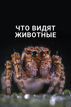 ТВ-шоу Что видят животные (1 сезон)
